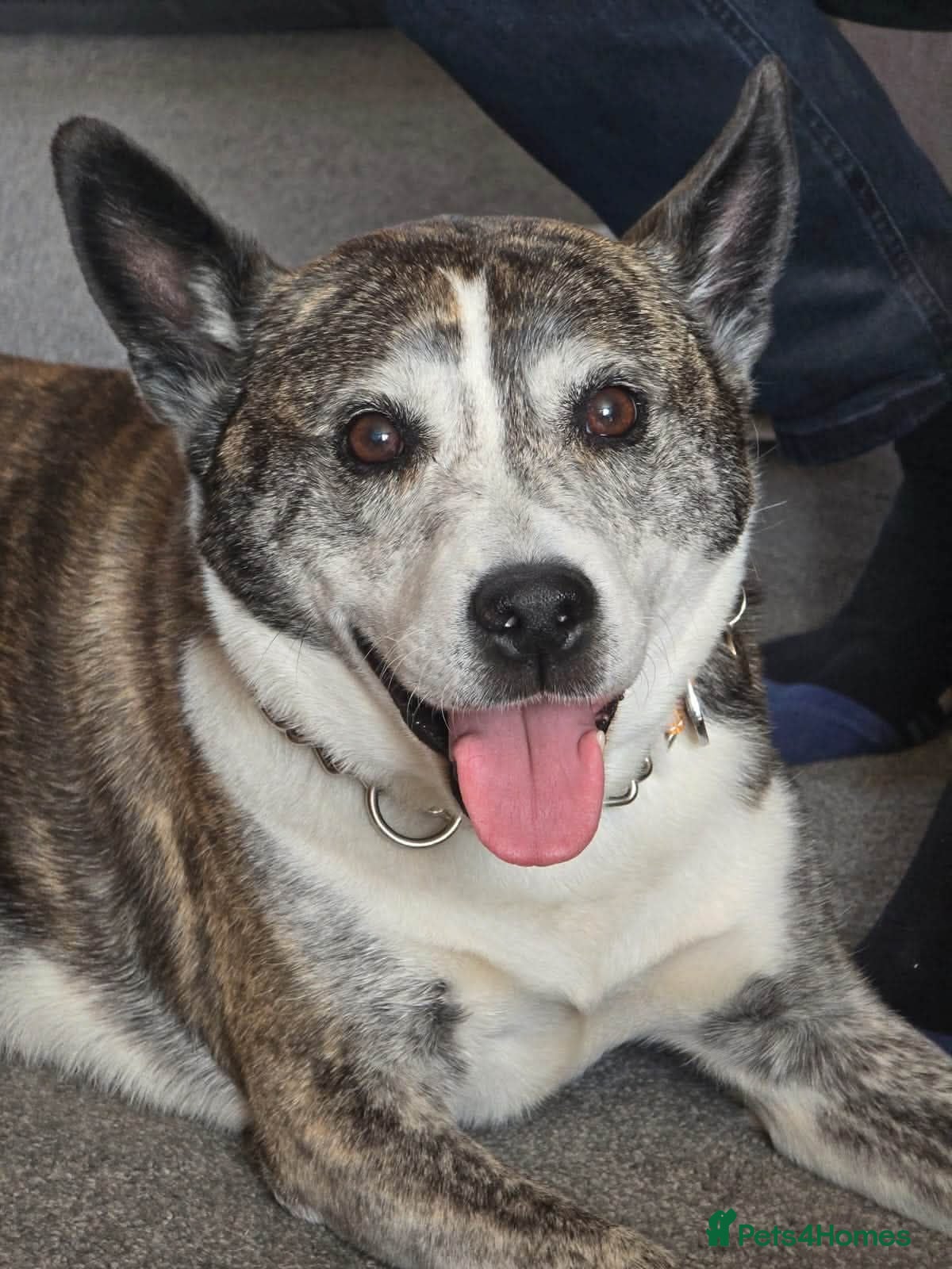 Mixed Breed dogs Splinter - Advert 1