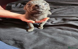 Pomchi dogs for sale: Pomchi puppys - Image 9