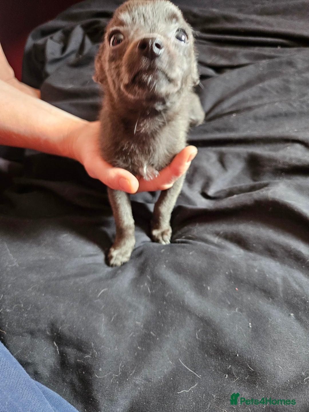 Pomchi dogs for sale: Pomchi puppys - Image 9
