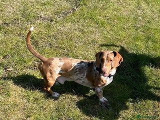 Dachshund dogs - Advert 9