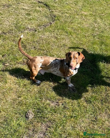 Dachshund dogs - Advert 1