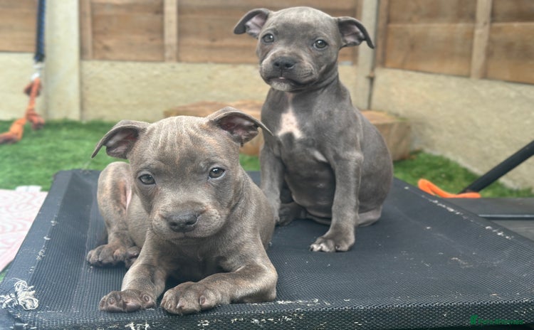 Staffordshire Bull Terrier dogs - Advert 1
