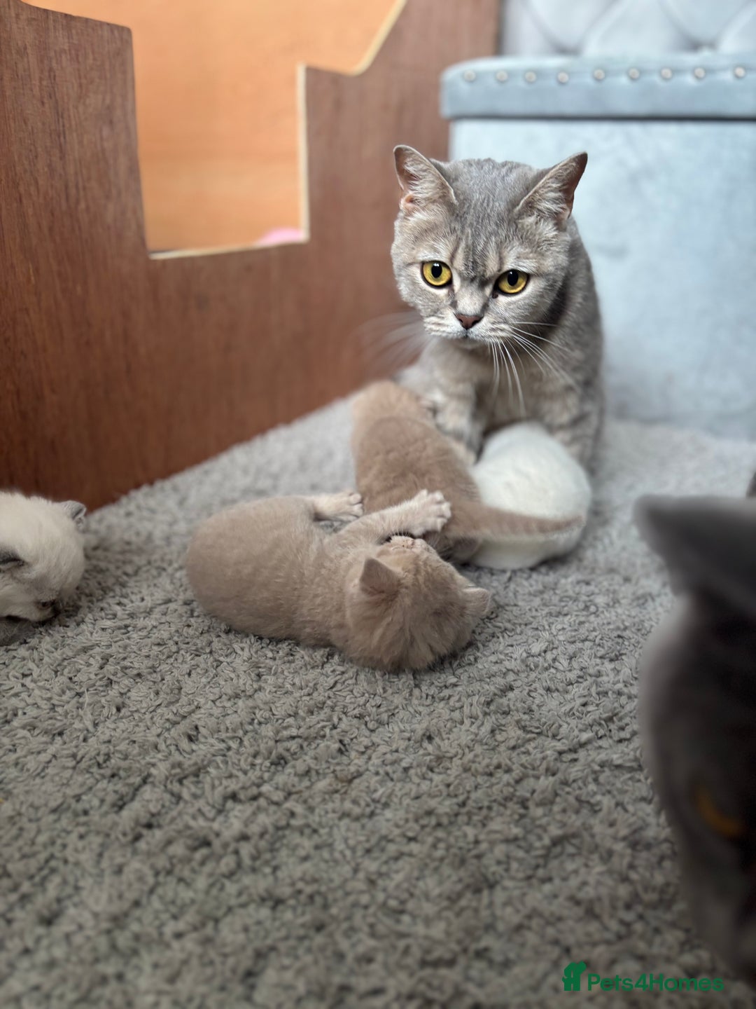 British Shorthair cats for sale: Beautiful British short hairs  - Image 3