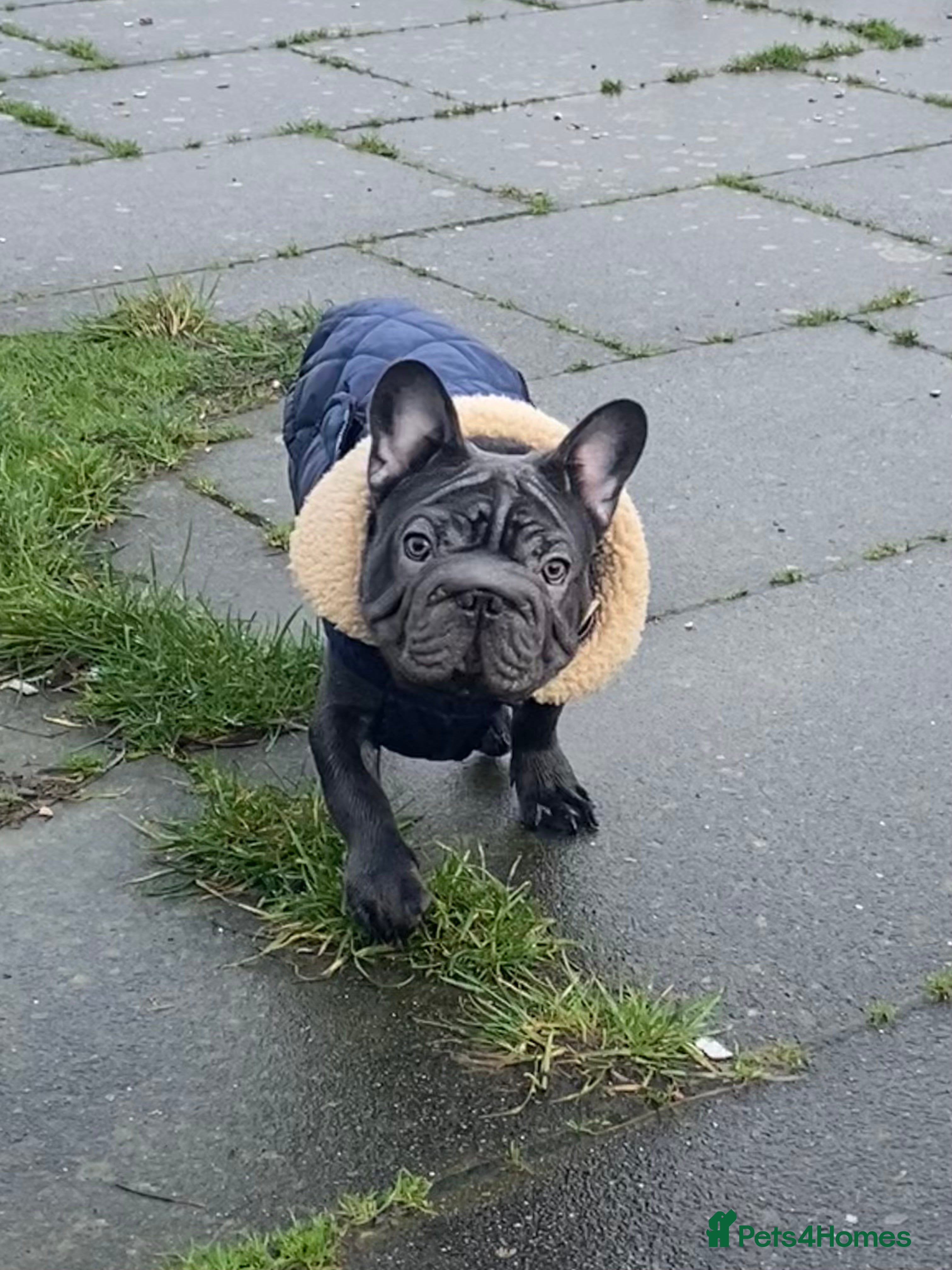 French Bulldog dogs KC registered French Bulldog Girl  & 1 Boys 🐶❤️ - Advert 14