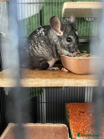 Chinchilla rodents - Advert 17