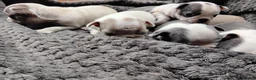 Boston Terrier dogs for sale: 6 beautiful Boston  - Advert 9
