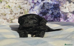 Cockapoo dogs for sale: sable & phantom & tri colour cockapoo puppies  - Image 4