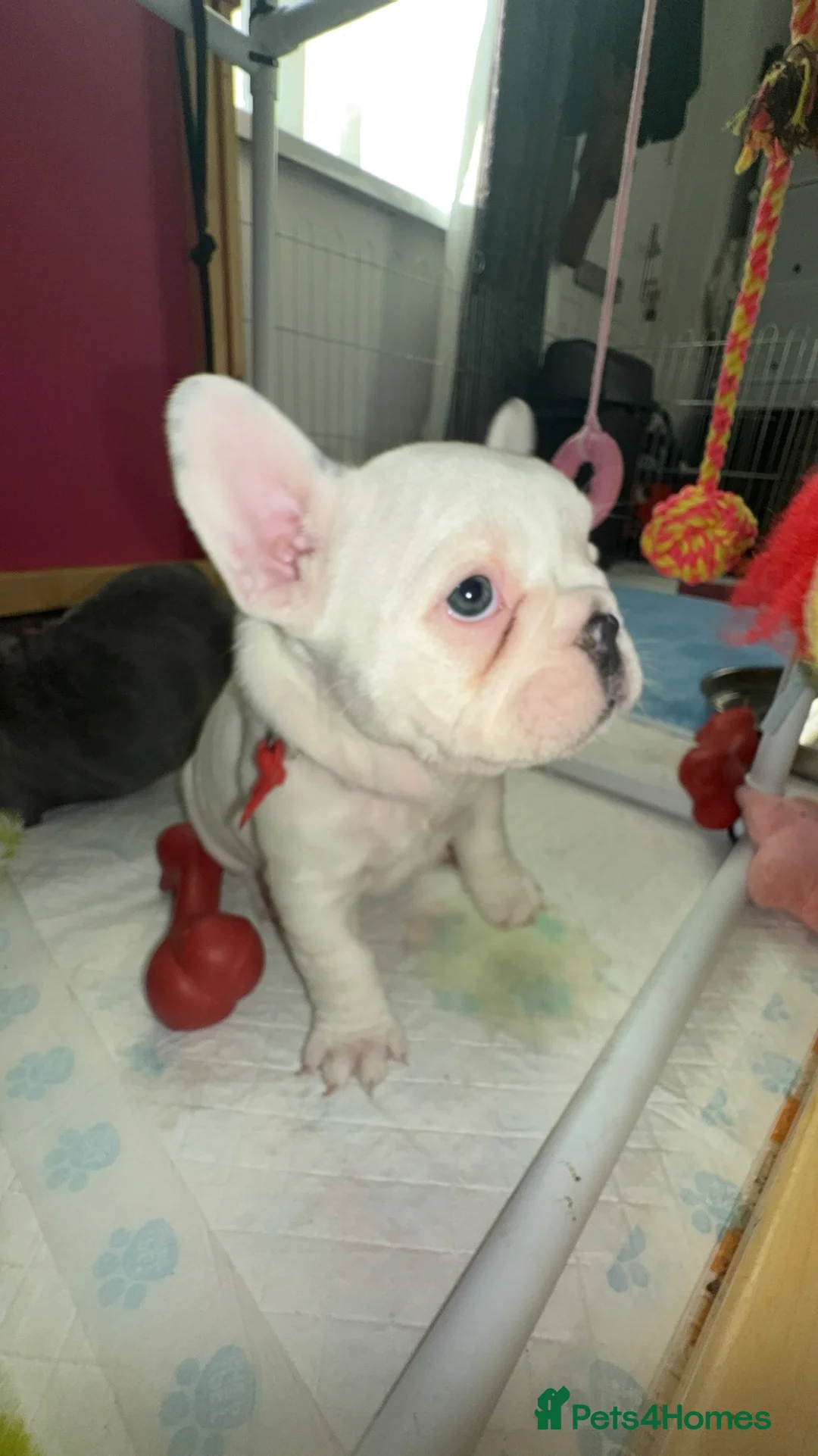 French Bulldog dogs for sale: 2 female French Bulldog –14 weeks old💙 🐾 - Advert 29