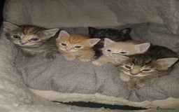 Bengal cats for sale: Ready now Beautiful Bengal kittens  - Image 2