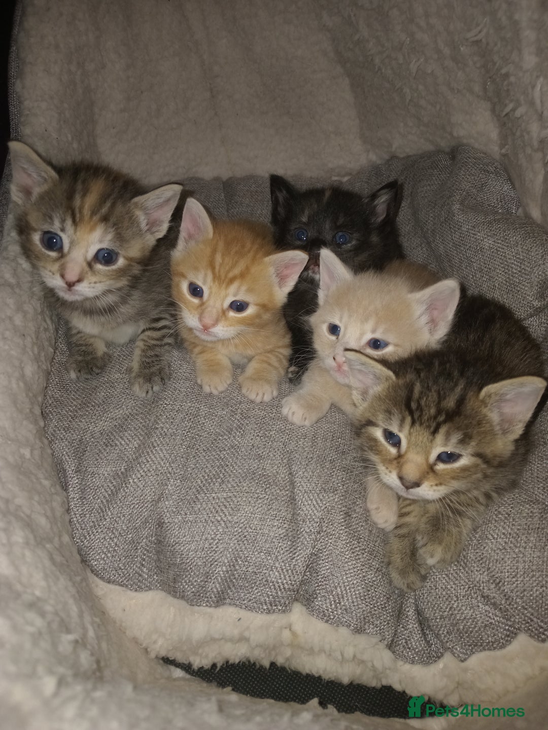 Bengal cats for sale: Ready now Beautiful Bengal kittens  - Image 2