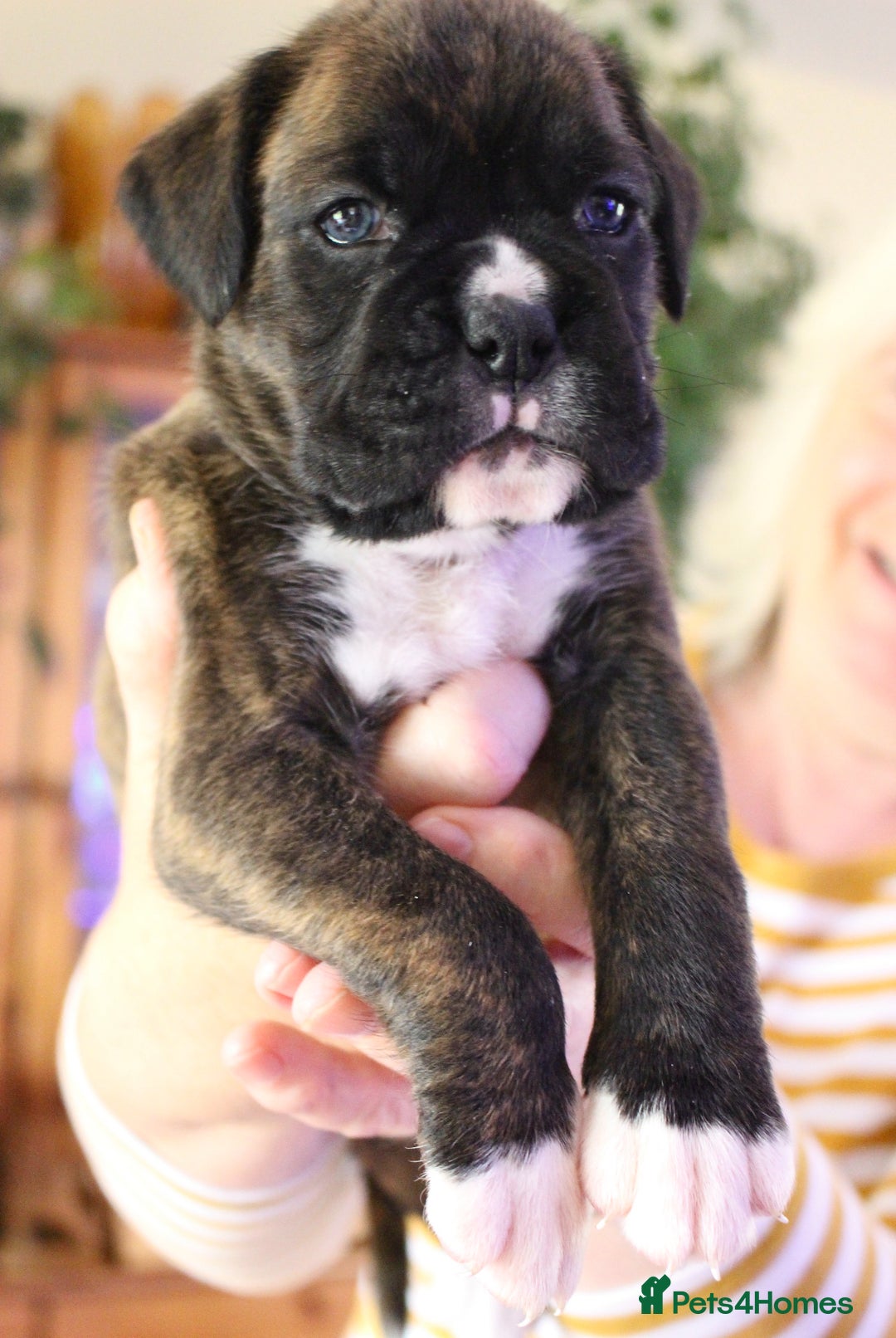 Boxer dogs for sale: KC Boxer Puppies for sale 4 Dogs 2 Bitches - Image 24