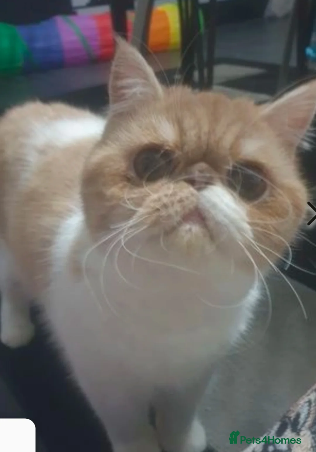 Exotic cats for sale: Gorgeous young GCCF Active Exotic female - Advert 5