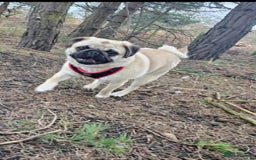 Pug dogs for sale: energetic Pug - Image 4