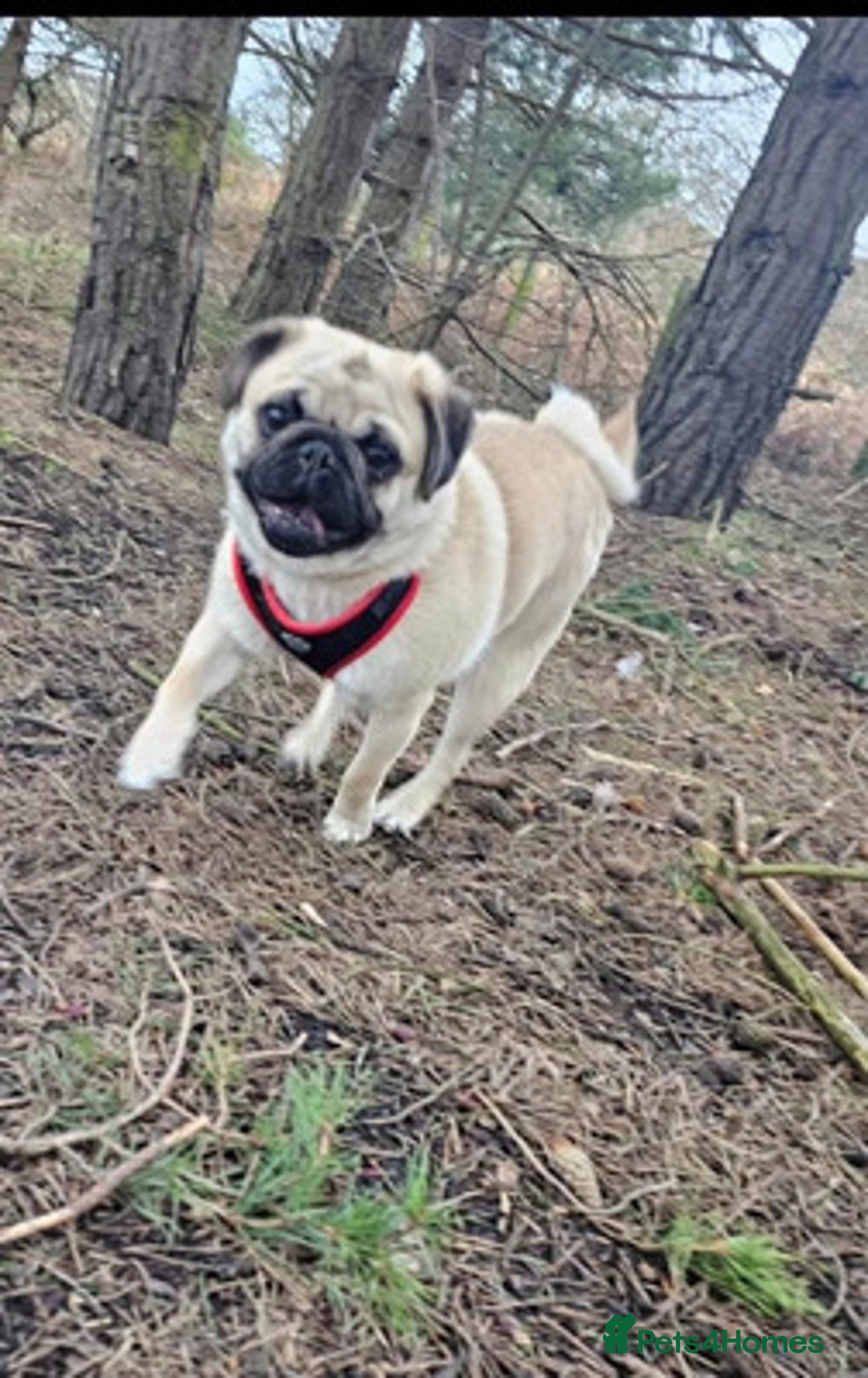 Pug dogs for sale: energetic Pug - Image 4