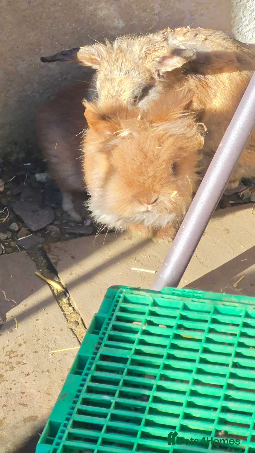 Mixed Breed rabbits for sale: Bonded pair of male rabbits - Advert 6