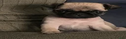 Pug dogs for sale: 🐾 Beautiful Pug Puppies   🐾 - Advert 10