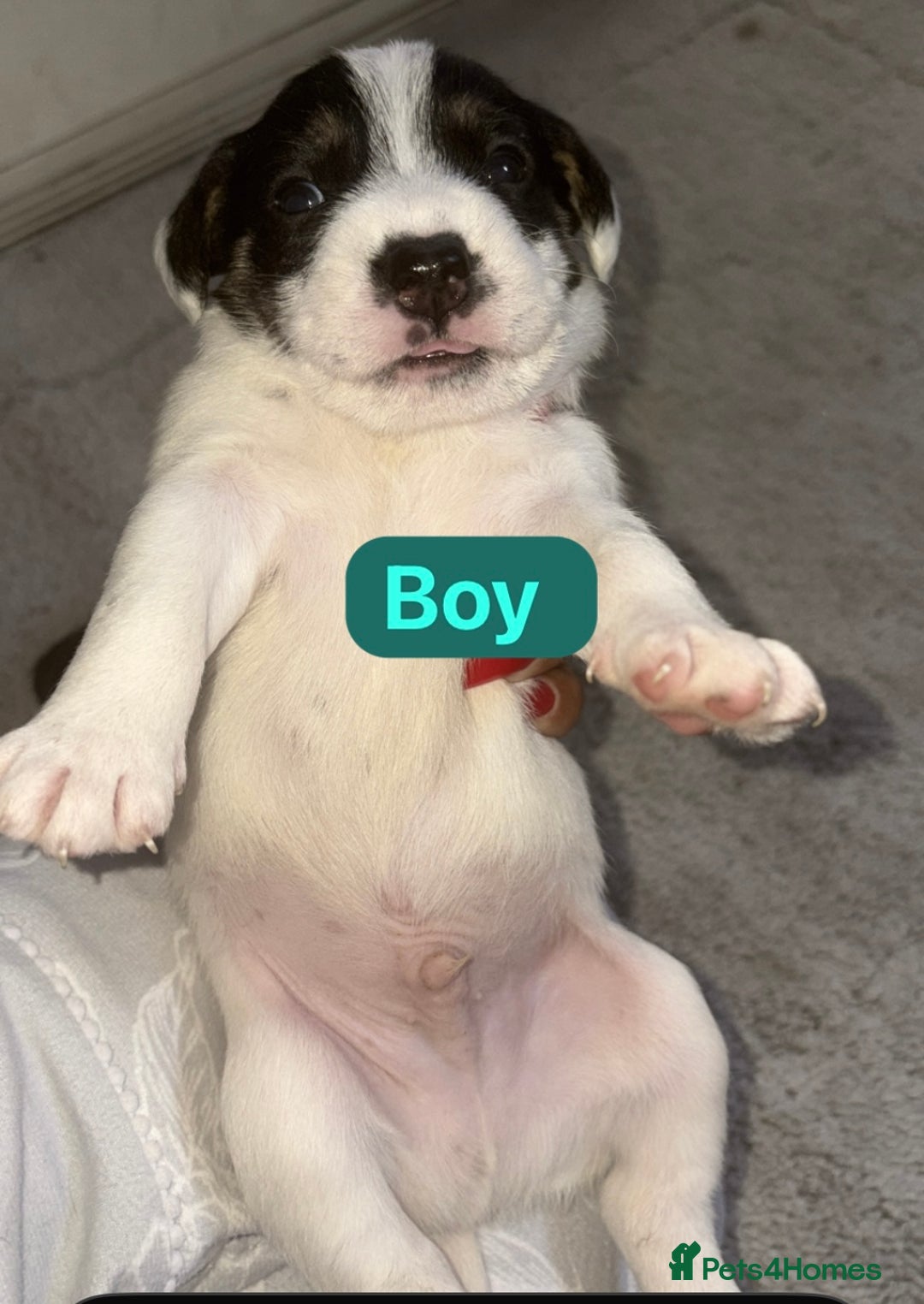 Patterjack dogs for sale: Jack Russell x patterdale terrier - Image 4