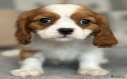 King Charles Spaniel dogs for sale: Beautiful cavalier puppies  - Image 6