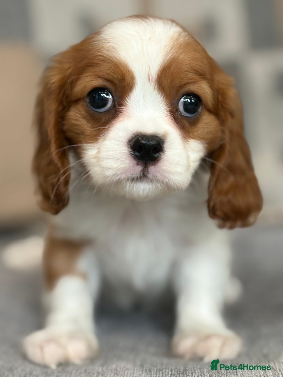 King Charles Spaniel dogs for sale: Beautiful cavalier puppies  - Image 6