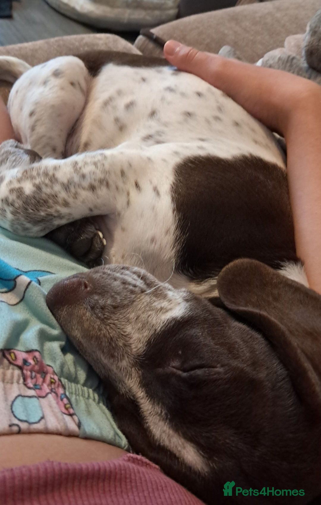 Mixed Breed dogs for sale: dachshund X cocker spaniel  - Image 3