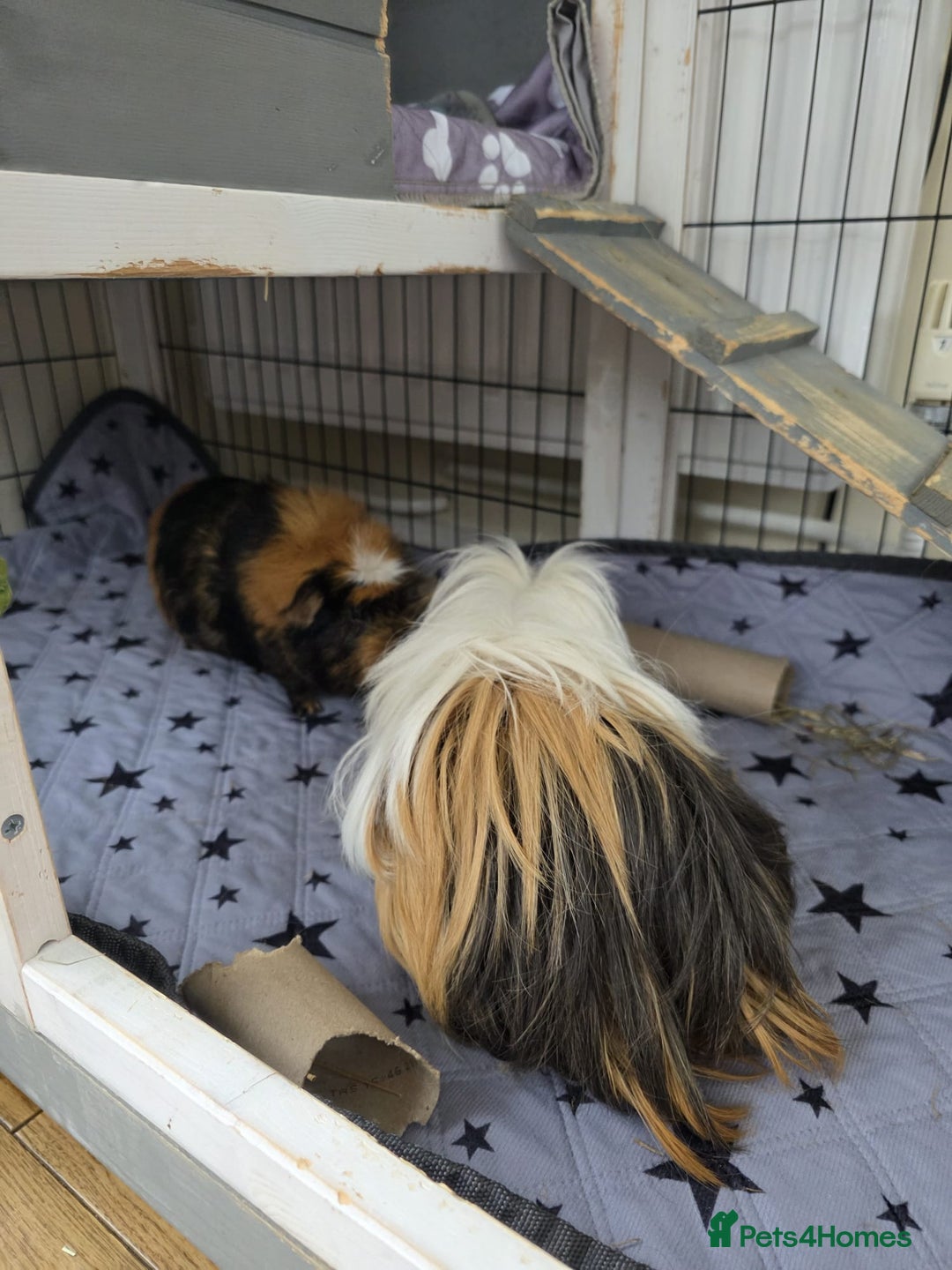 Guinea Pig rodents for sale: Male guinea pigs  - Image 5