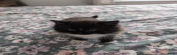 British Shorthair cats for sale: 3 British mixed breed kittens - Advert 16