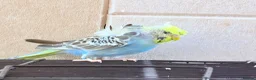 Budgerigars birds for sale: Beautiful young budgies available  - Advert 5