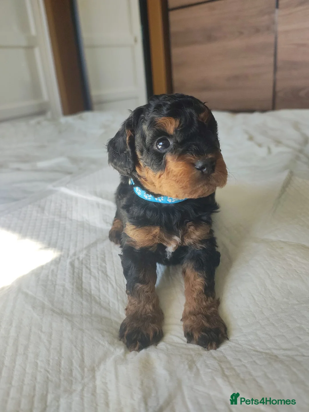 Cockapoo dogs for sale: Gorgeous Cockapoo puppies F1B - Advert 40