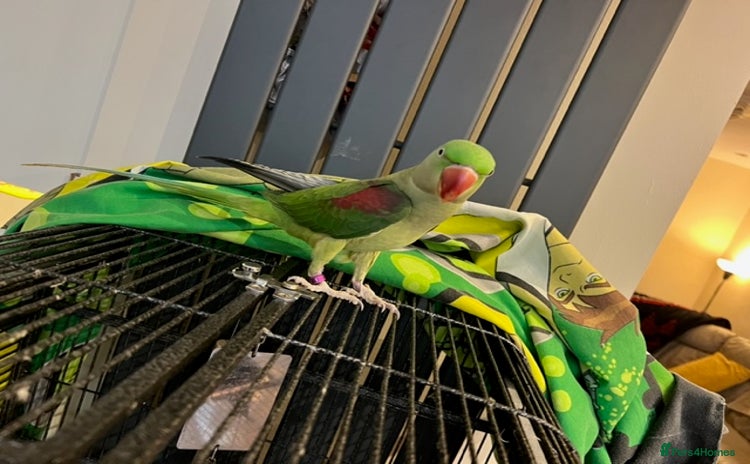 Parrots birds - Advert 1