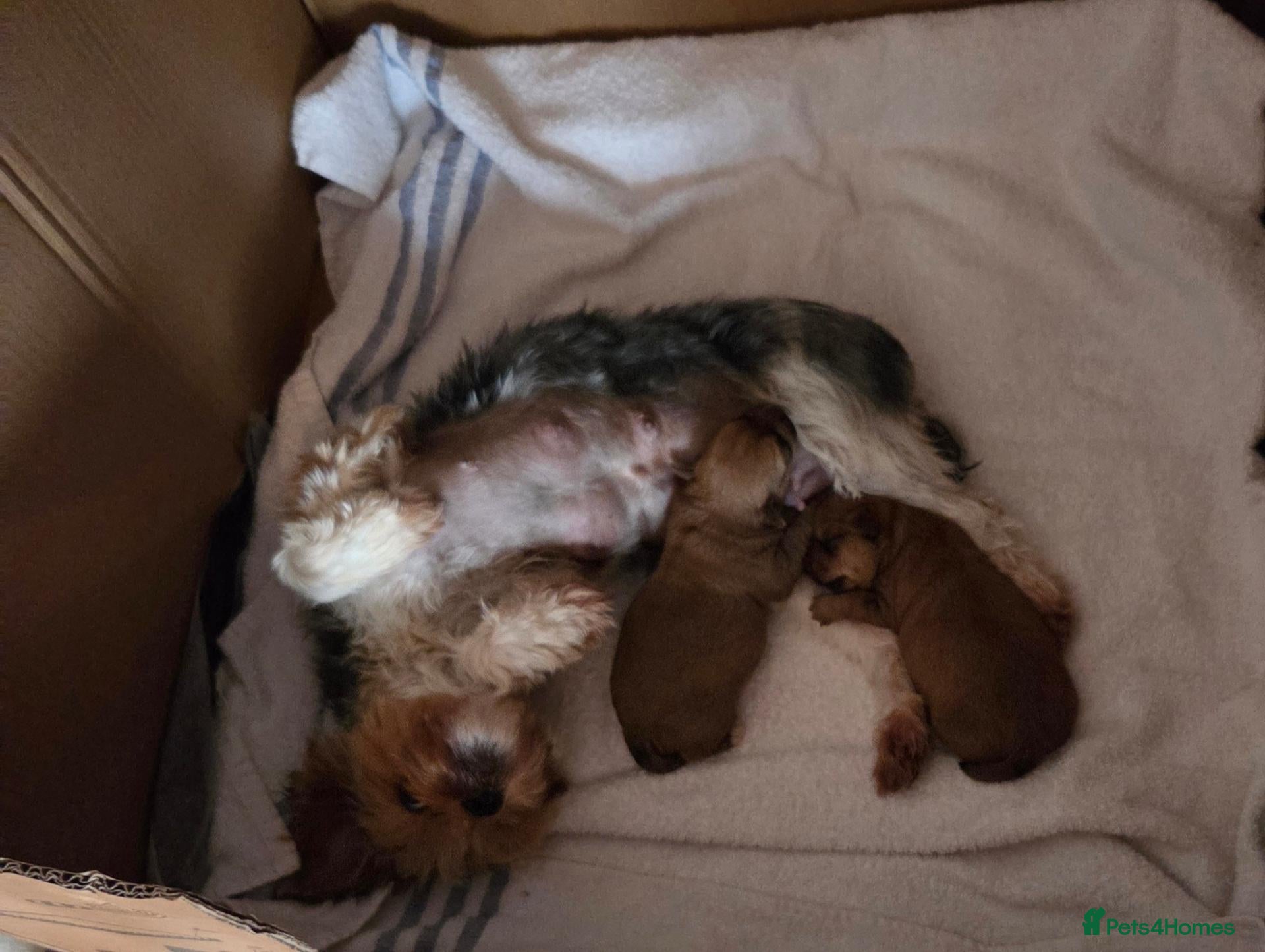 Mixed Breed dogs Tiny little adorable boys - Advert 1