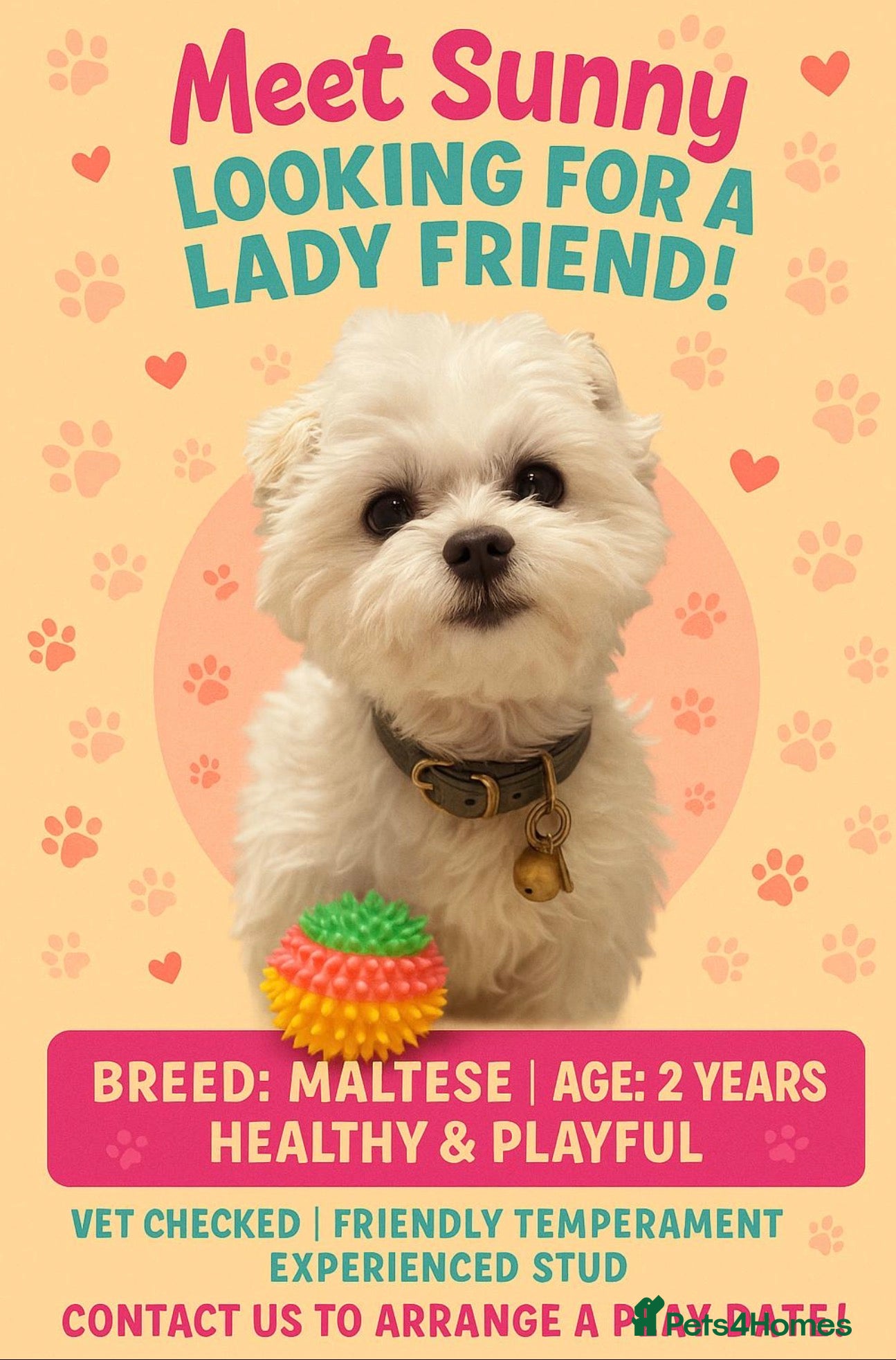 Maltese dogs LONDON Male for Breeding - STUD ❤️🐶  - Advert 2