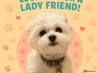 Maltese dogs LONDON Male for Breeding - STUD ❤️🐶 - Advert 2