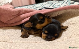 Mixed Breed dogs for sale: Yorki Puppies available from 21/12/25 - Advert 19