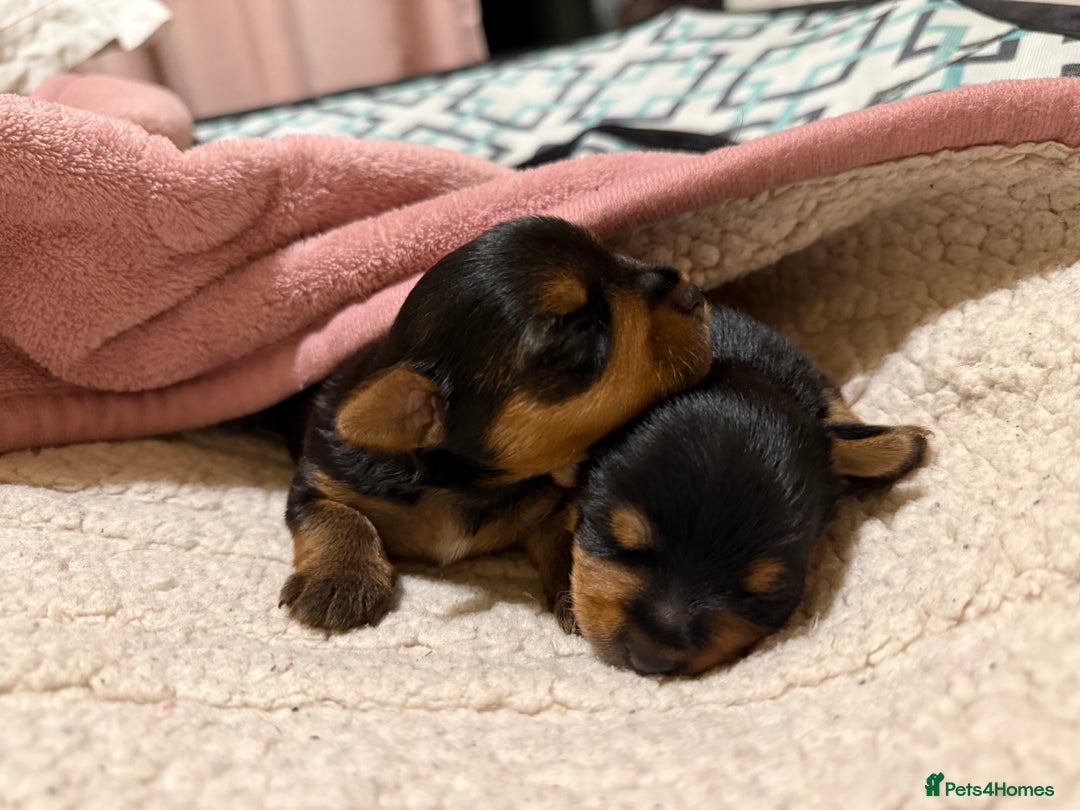 Mixed Breed dogs for sale: Yorki Puppies available from 21/12/25 - Advert 19