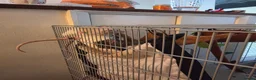 Rat rodents for sale: Female rats in York - Advert 9