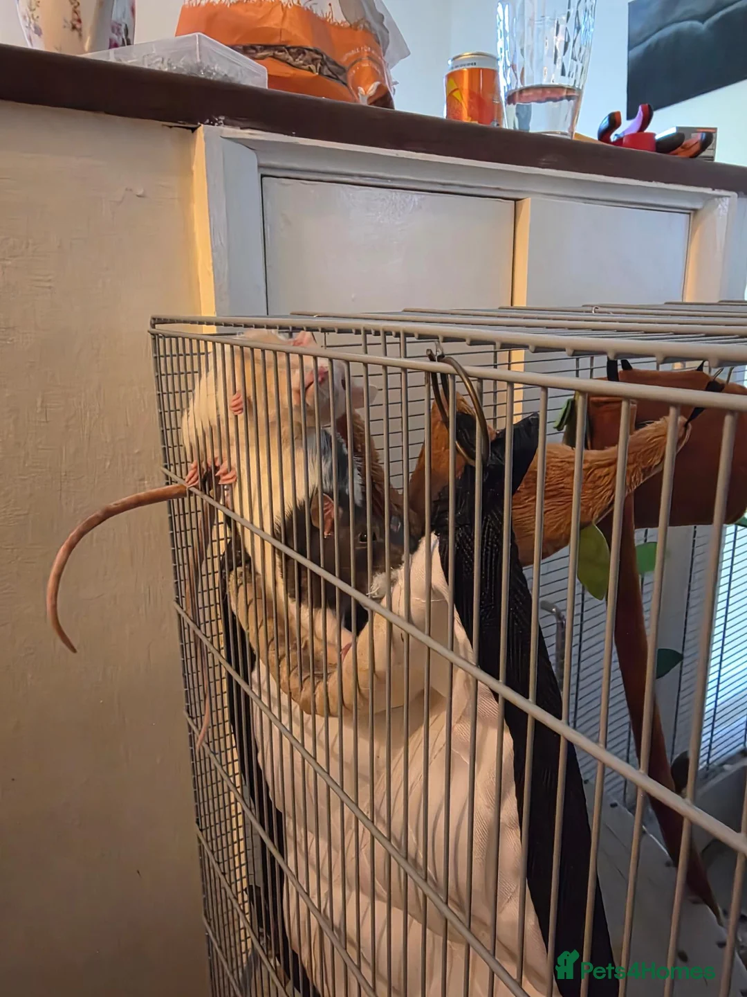 Rat rodents for sale: Female rats in York - Advert 9