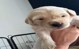 Golden Retriever dogs for sale: Golden retriever puppies!  - Image 13