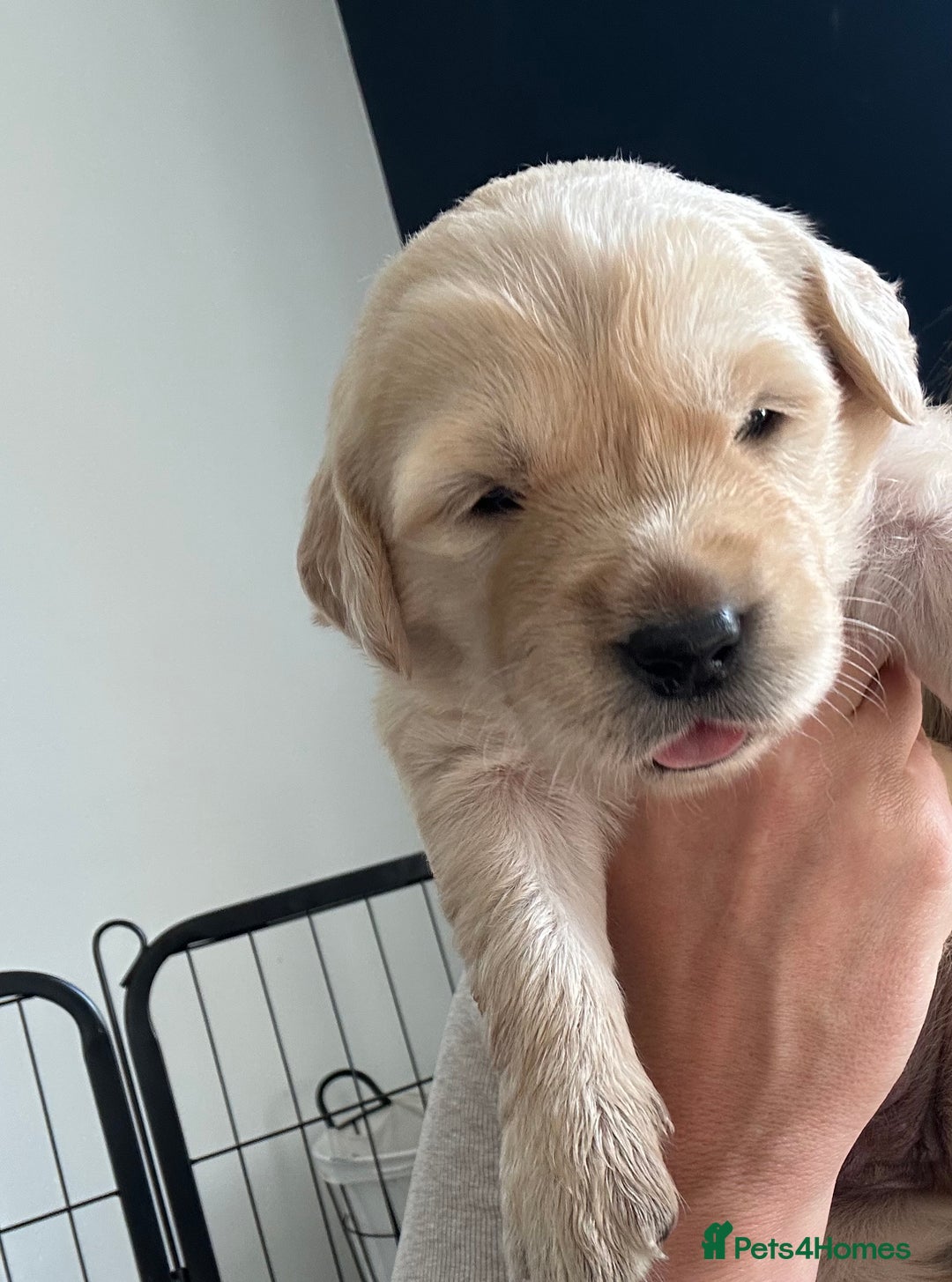 Golden Retriever dogs for sale: Golden retriever puppies!  - Image 13
