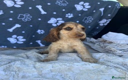 Cocker Spaniel dogs for stud: KC Reg DNA Health Tested Show Cocker Sable Stud in Doncaster - Image 4