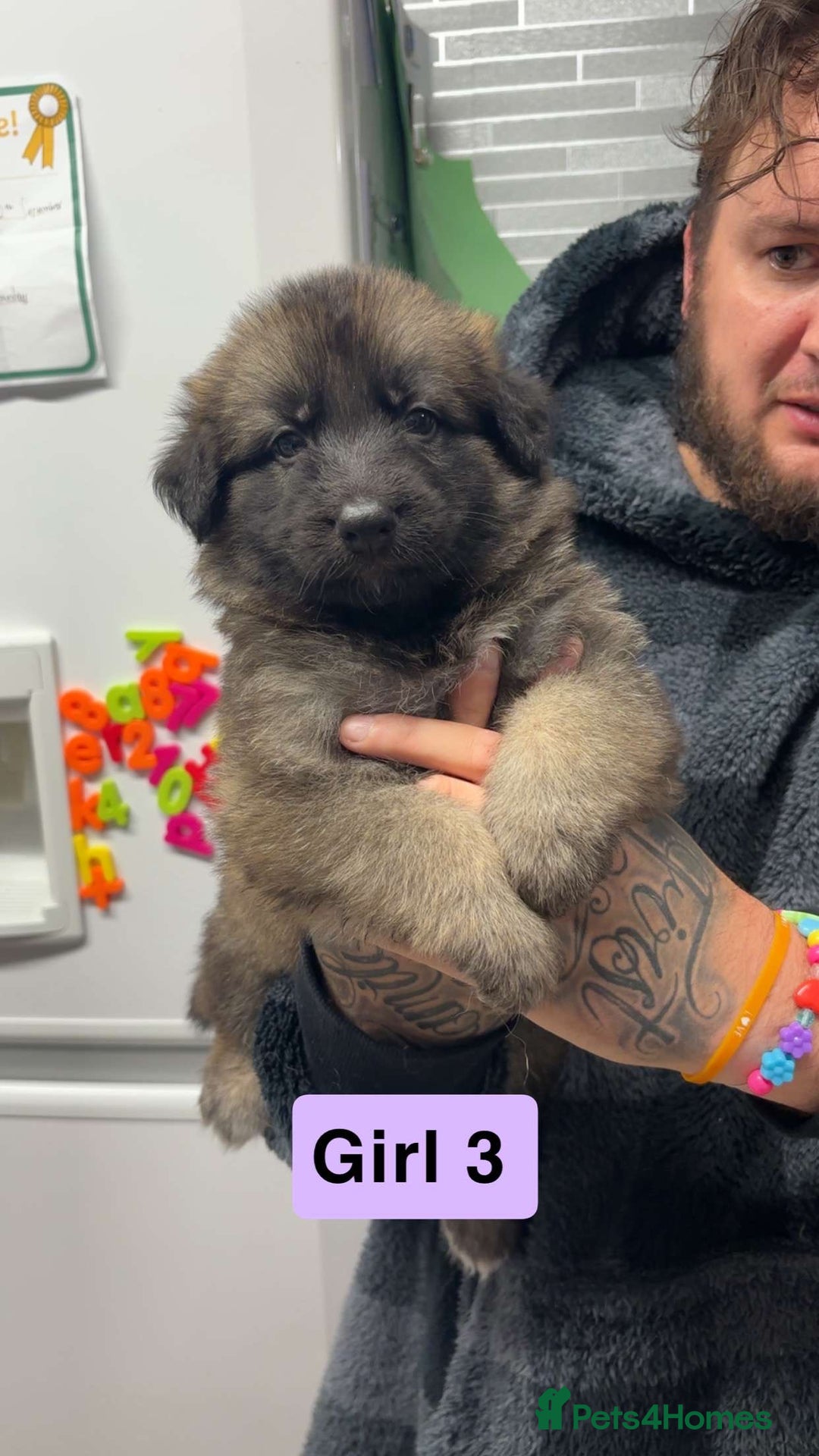 German Shepherd dogs for sale: German shepherd puppies  - Image 1