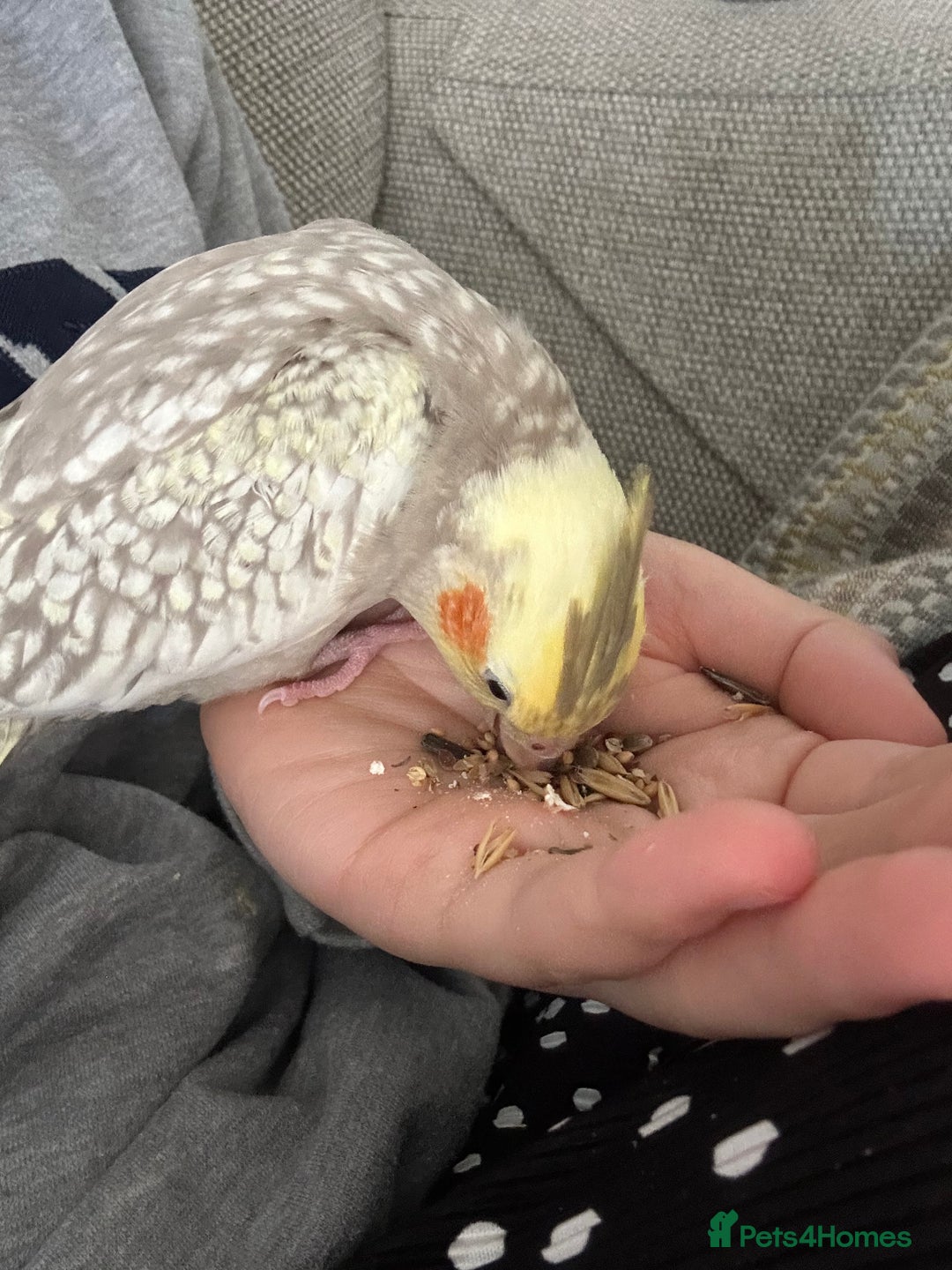Cockatiels birds for sale: Cockatiel chicks  - Image 2