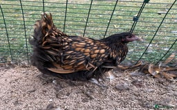 Chickens poultry for sale: 🐣 Beautiful Orpington Chicks & Cockerels for Sale - Image 11