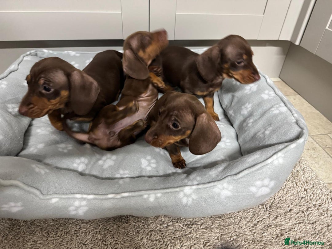 Dachshund dogs for sale: Dachshund puppies - Advert 10