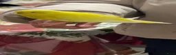 Budgerigars birds for sale: Two Budgies with Cage and Accessories in London - Advert 4