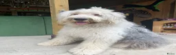 Sheepadoodle dogs for sale: Midi Size Sheepadoodle Medium  - Advert 7