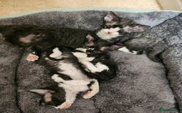 Devon Rex cats for sale: *SOLD*I am taking reservations for my next litter - Image 14