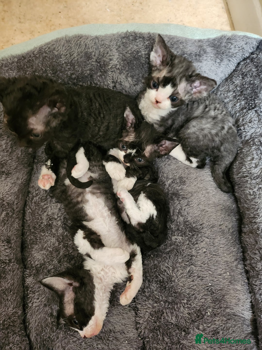 Devon Rex cats for sale: *SOLD*I am taking reservations for my next litter - Image 14