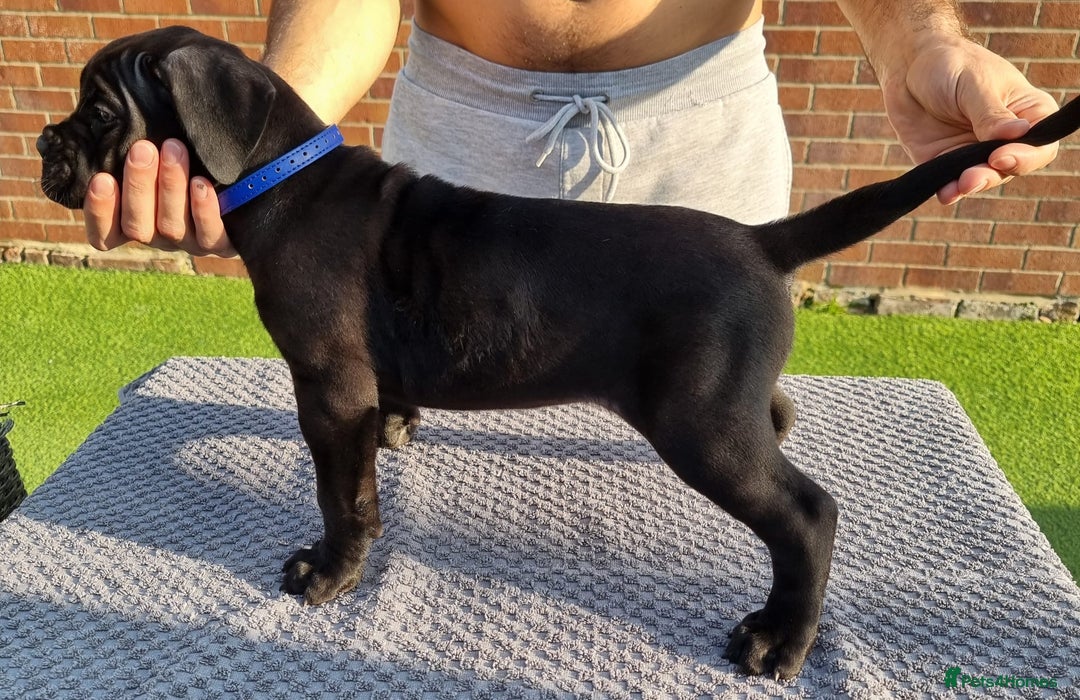 Cane Corso dogs for sale: Champion-Bloodline Cane Corso Puppies  - Image 14