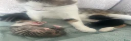 Mixed Breed cats for sale: 7 beautiful kittens ready from a loving home in Huddersfield - Advert 4