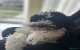 Havanese dogs for sale: Show quality litter of kc reg havanese puppies in Lincoln - Image 13